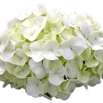 Hortensia macrophylla Bright White C5